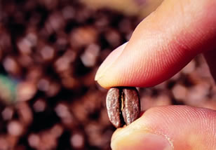 咖啡豆的选购与保存